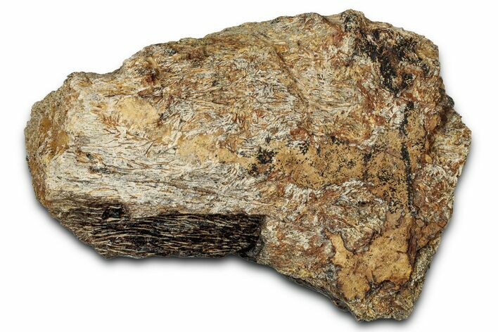 Dinosaur (Triceratops) Frill Shield Section - Montana #347962